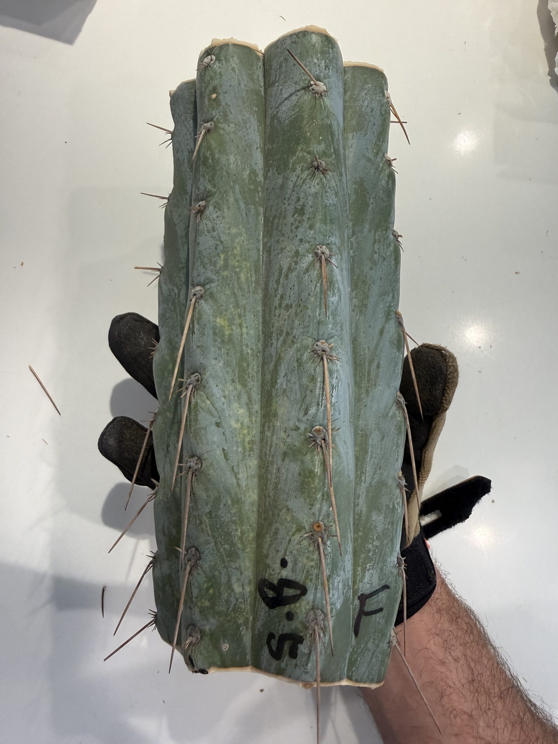 Bizarre Botanics community plant 1
