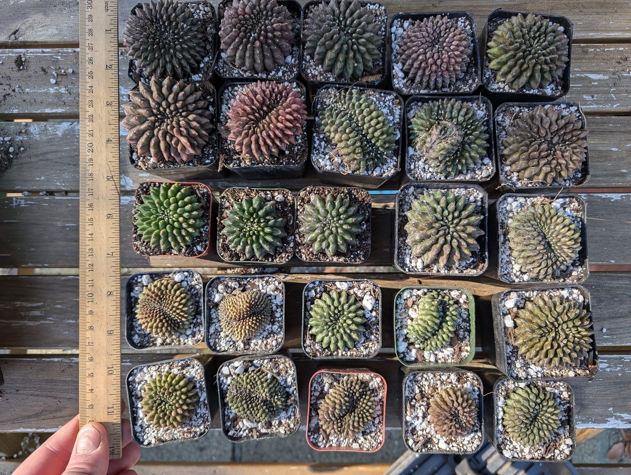 Bizarre Botanics community plant 4