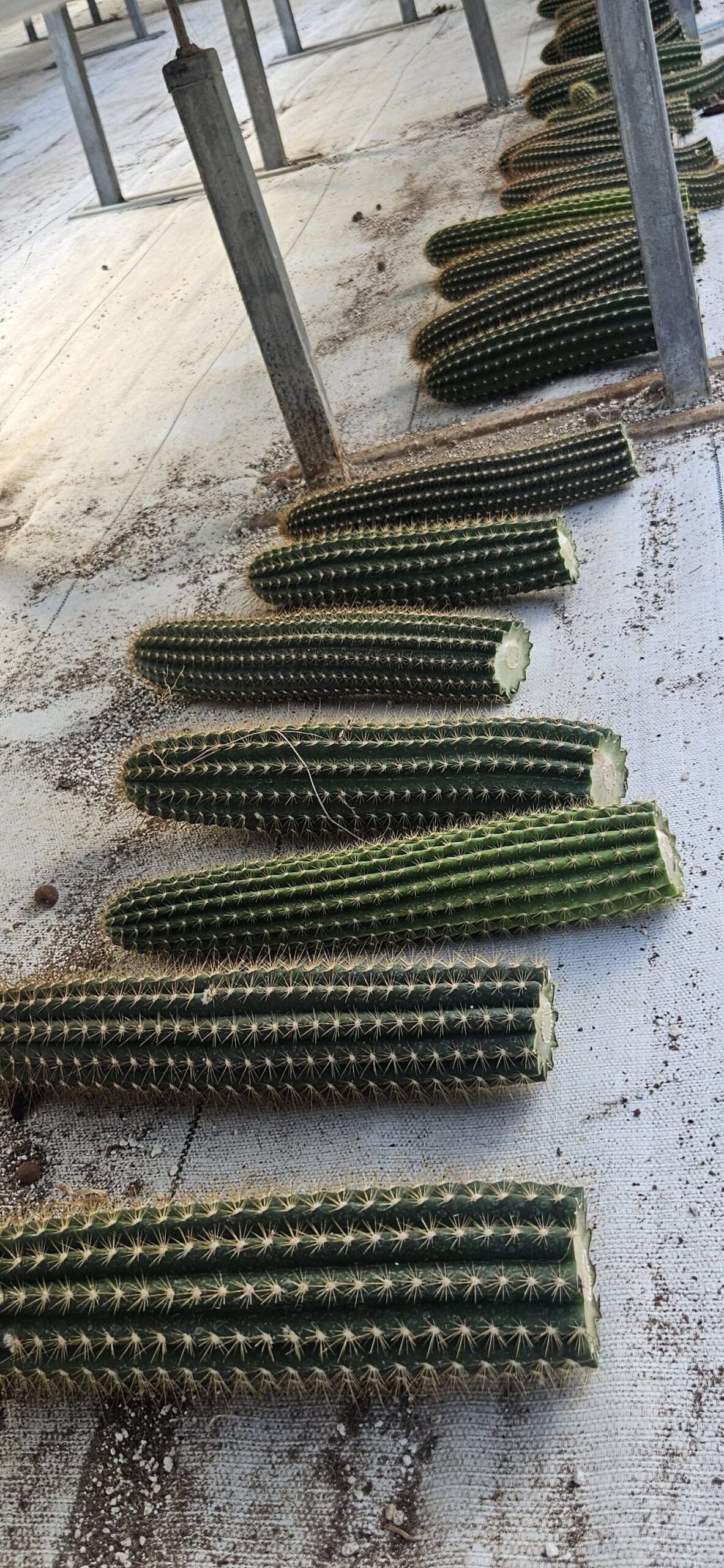 Bizarre Botanics community plant 7