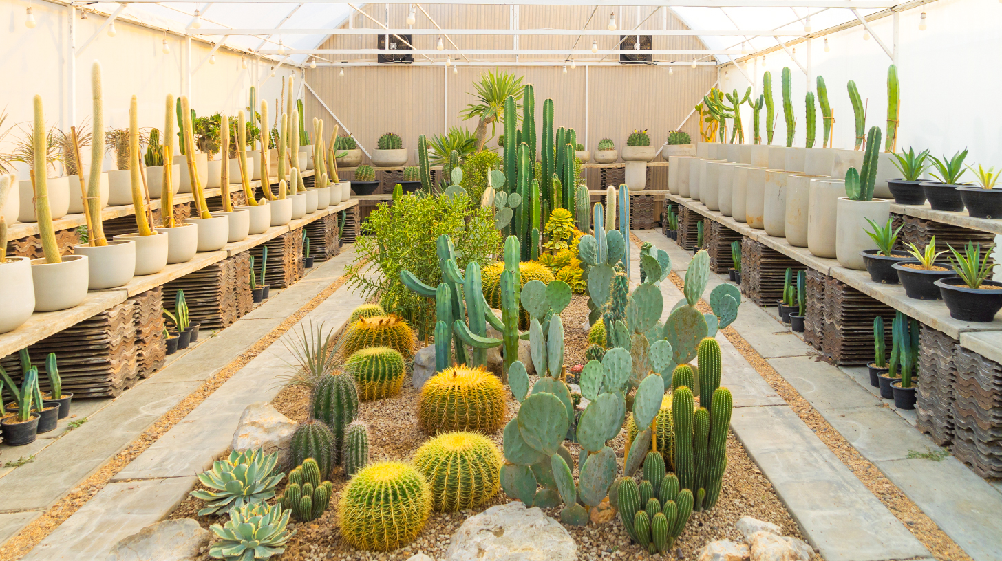 A sunlit greenhouse filled with cacti and succulents
